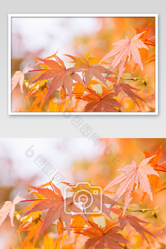 红色秋叶立秋背景鸡爪槭