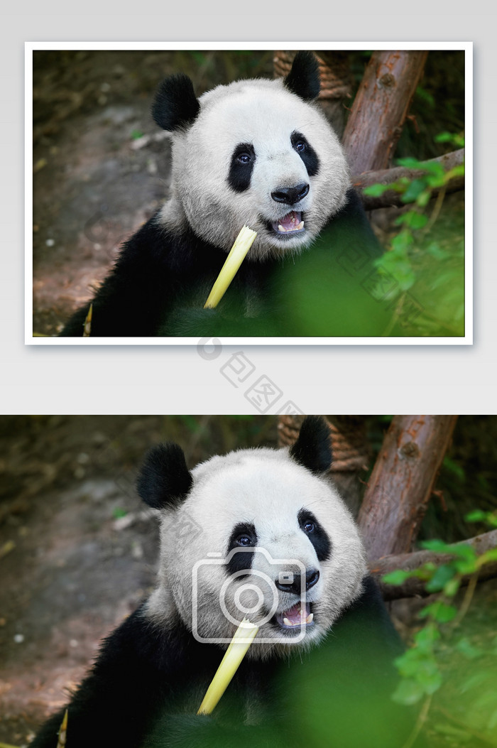 吃货国宝熊猫摄影图片