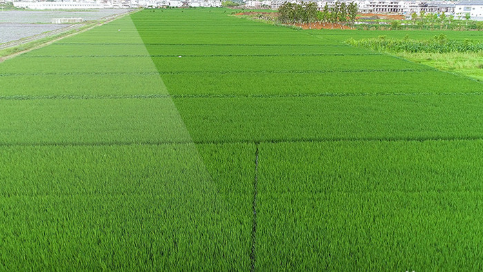 航拍4k绿色稻田