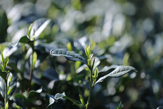 杭州西湖龙井的春茶嫩芽