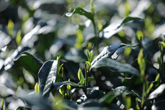 杭州西湖龙井的春茶嫩芽图片素材