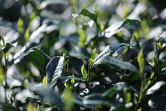 杭州西湖龙井的春茶嫩芽摄影