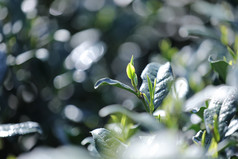 杭州西湖龙井的春茶嫩芽摄影素材