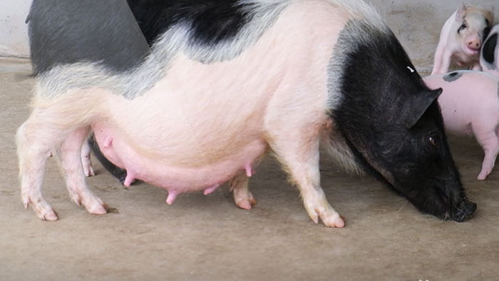 高清实拍母猪与小猪饲养养殖