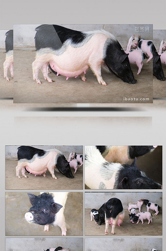 高清实拍母猪与小猪饲养养殖图片
