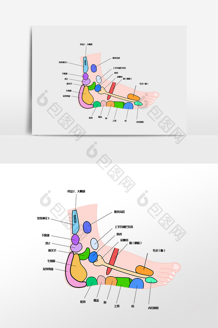 足步穴位图卡通插画