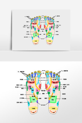 双脚足步穴位图插画