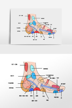 医学足部穴位图插画