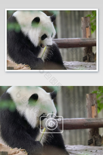 国宝大熊猫摄影图片