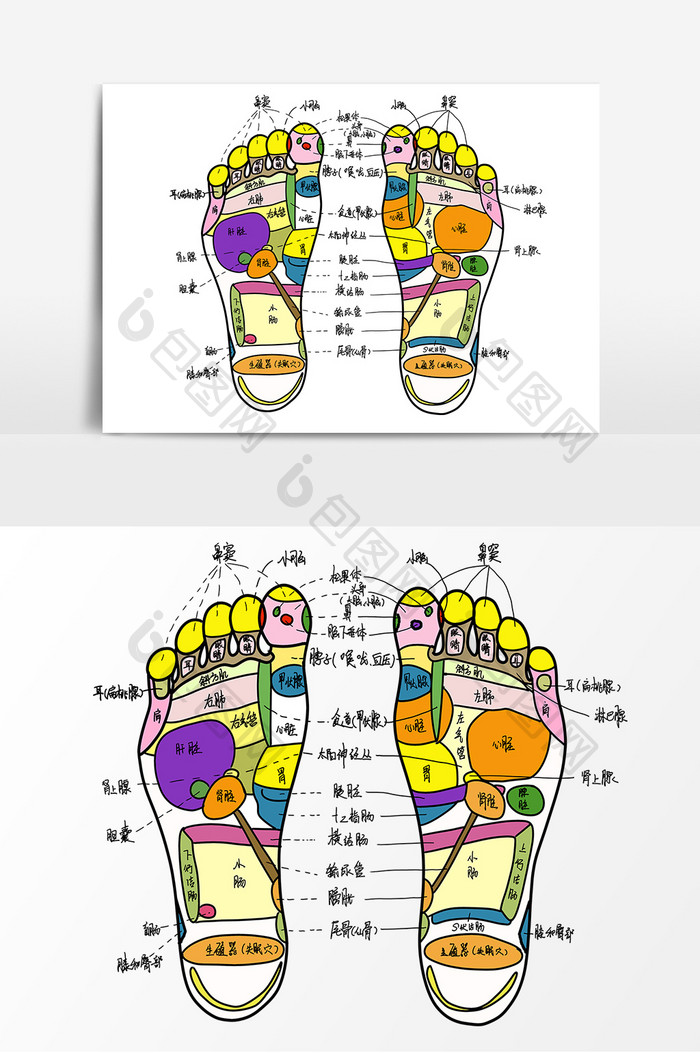 手绘足部穴位图卡通