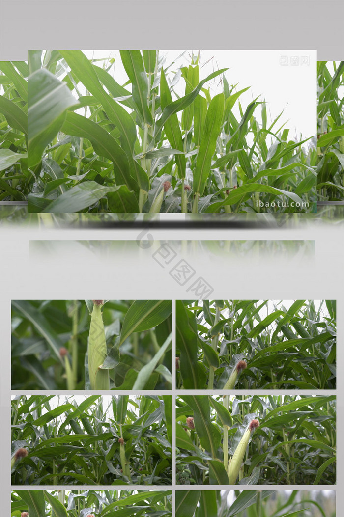 农业农作物玉米地玉米棒子视频素材