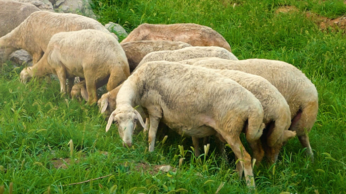 成群结队正在吃草的绵羊