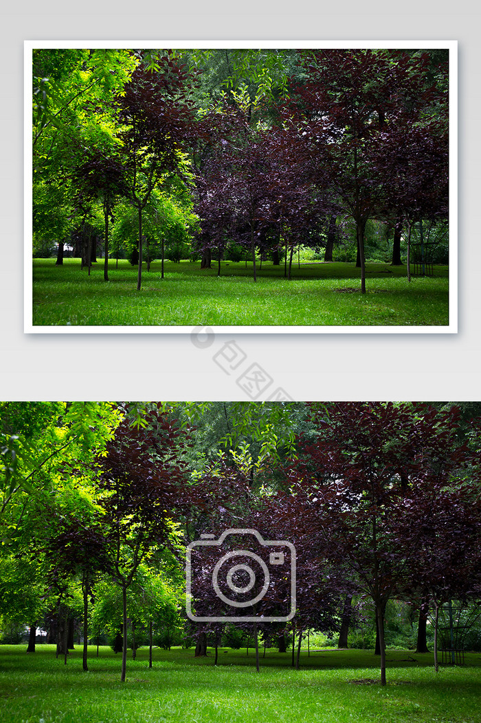 树木横版公园树木环境图片