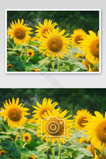 葵花图片 葵花素材免费下载 包图网