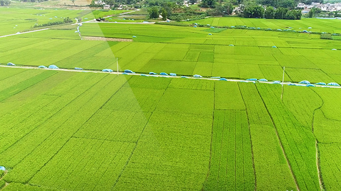 航拍4k绿色层层的稻田