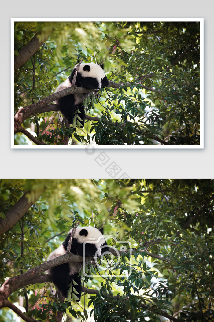 超萌大熊猫幼崽爬树捂眼睛摄影图片
