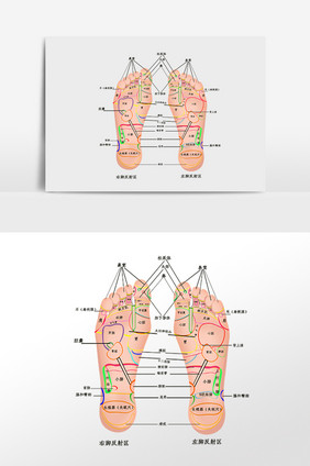 手绘足步穴位图插画