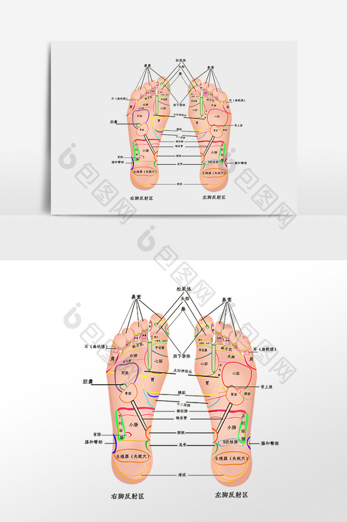 手绘足步穴位图插画