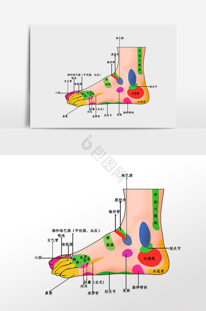 足步穴位图插画图片