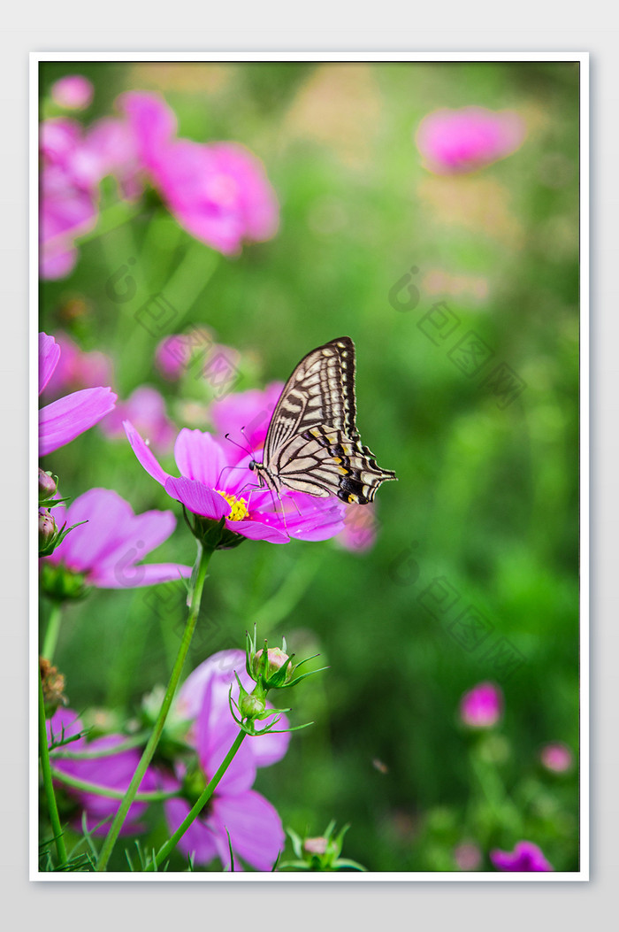树丛里的蝴蝶摄影图片图片