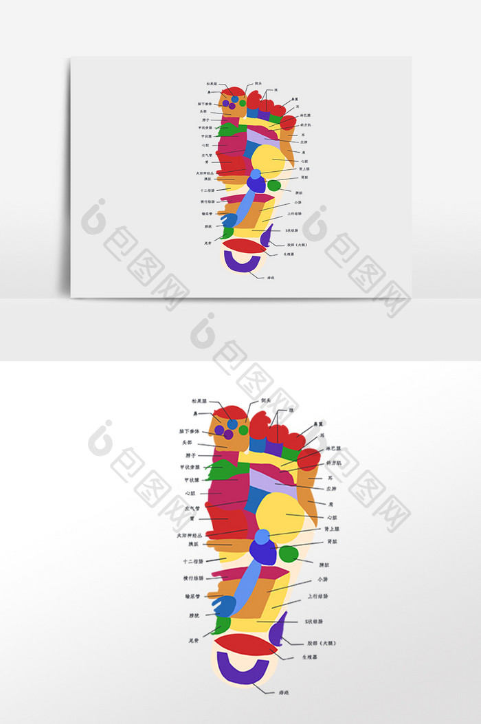 彩色足步穴位图插画