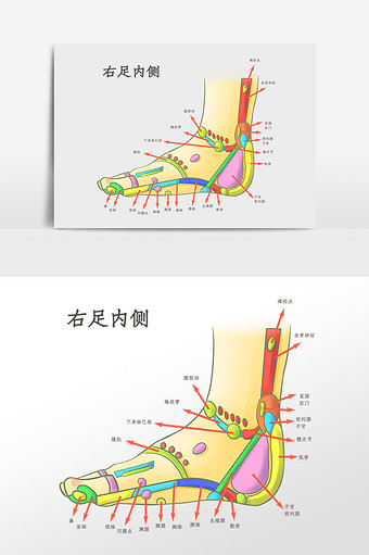 足内侧解剖图片