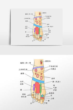 足部穴位分布插画