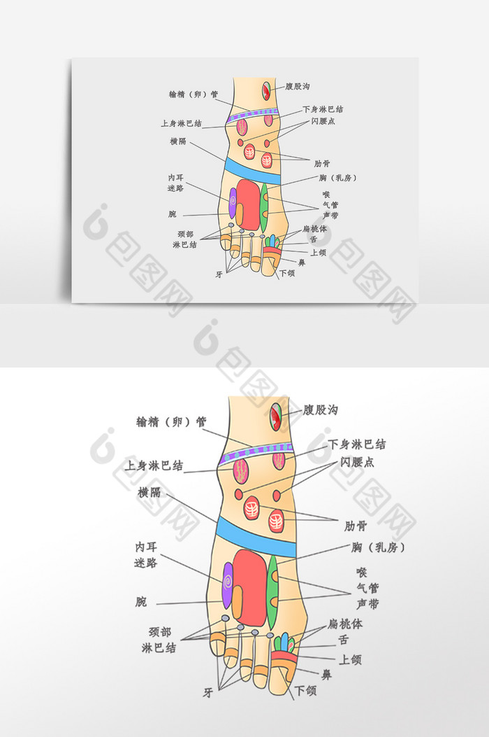 足部穴位分布插画图片图片