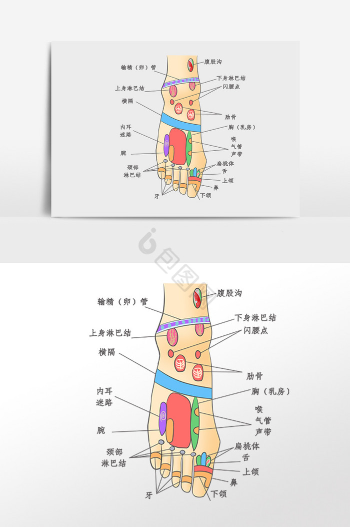 足部穴位分布插画图片