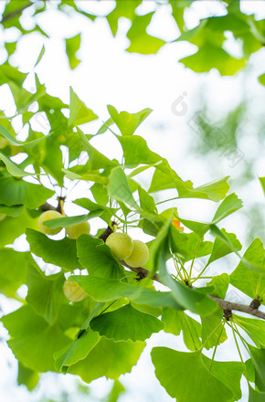 夏天夏日清爽银杏叶绿色背景小清新图片