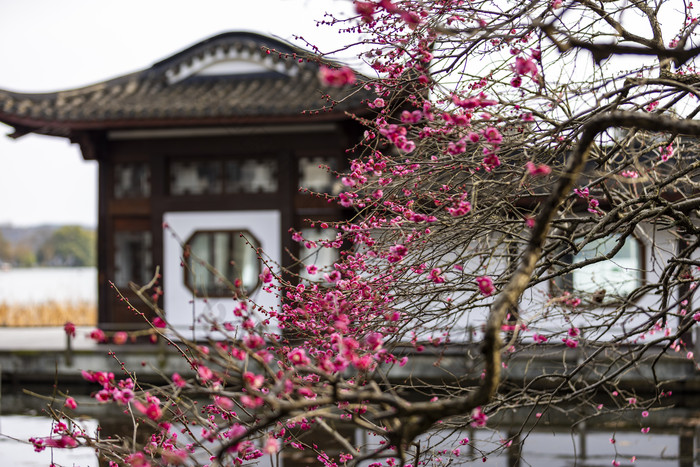 杭州西湖古风建筑梅花红梅盛开