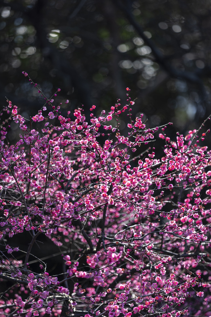 梅花红梅唯美特写图片