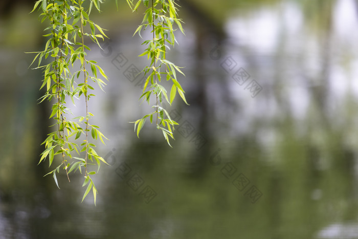 下雨天湖边挂着雨滴的柳条垂柳