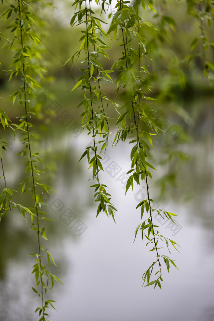 下雨天湖边挂着雨滴的柳条垂柳摄影图