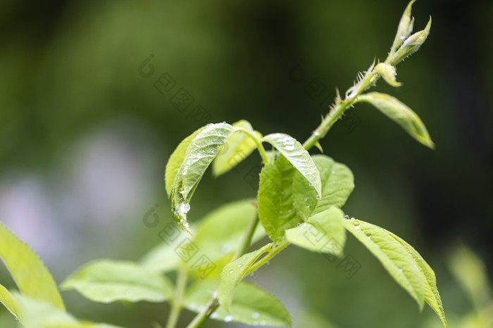 下雨天挂着水珠的绿叶清新唯美摄影图