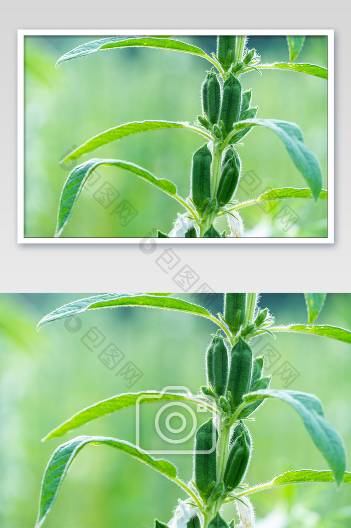 芝麻植物立秋节气清爽海报背景特写摄影图