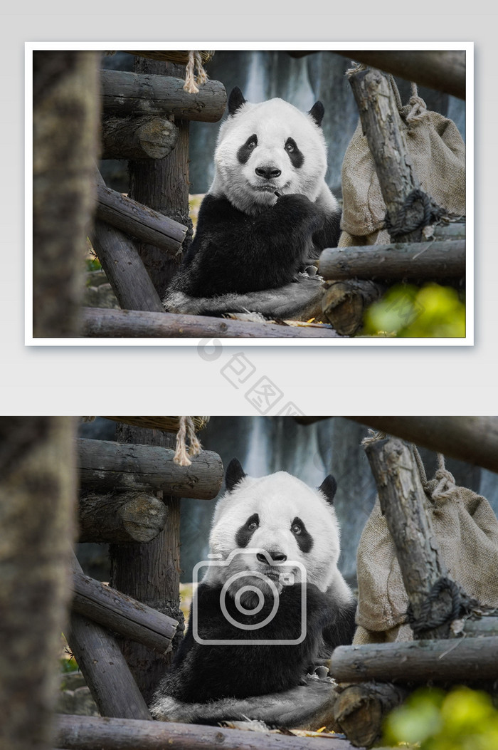超萌国宝大熊猫抱拳摄影图片