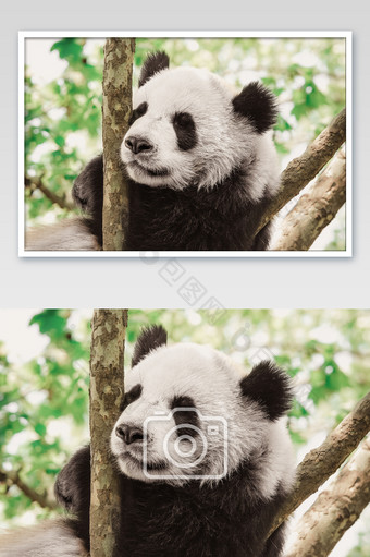 萌萌哒国宝熊猫幼崽抱树睡觉摄影图片