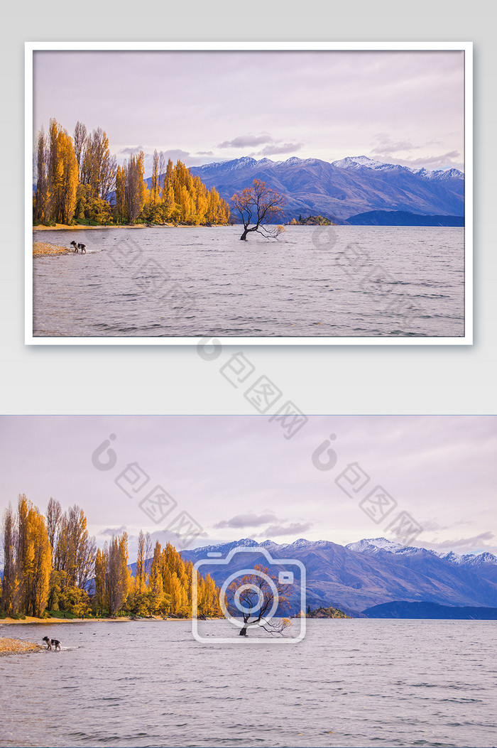 新西兰瓦纳卡湖的秋天自然风光摄影图片图片