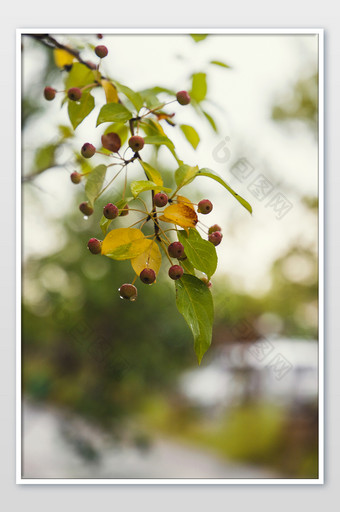 秋天雨后的山丁子果树果实图片