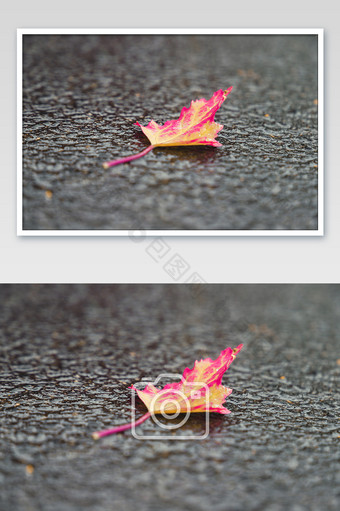 枯黄变色的叶子落在雨后的马路上图片