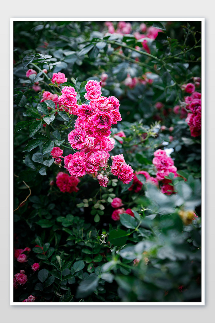 粉色花朵摄影图片