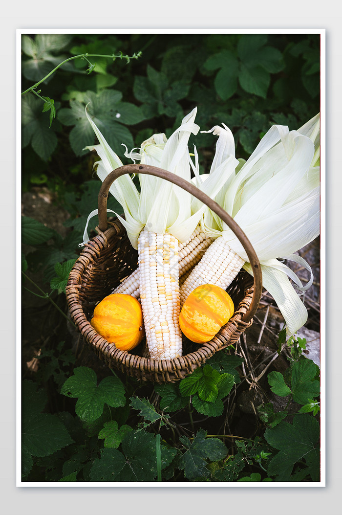 玉米南瓜美食摄影图片