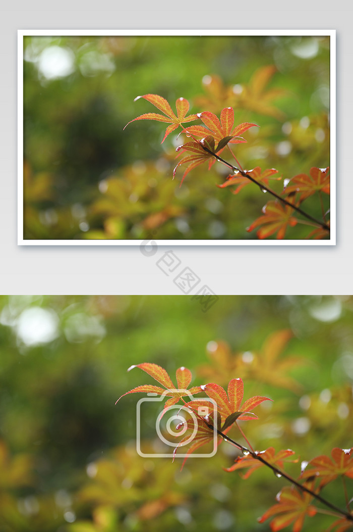 慢慢变红的枫叶摄影图片