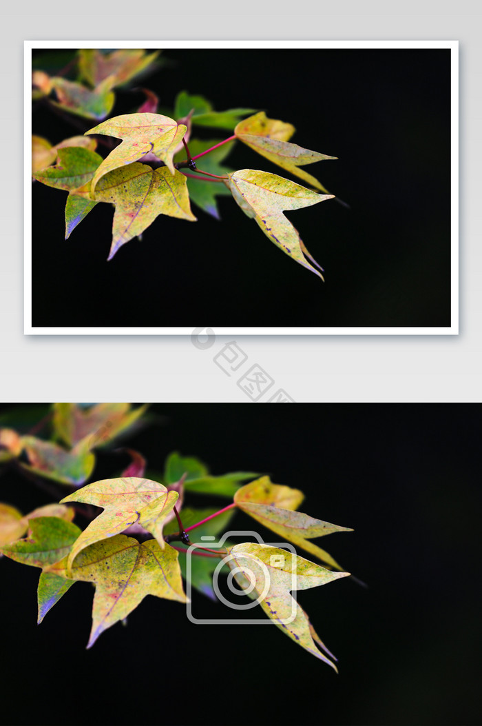 落叶黄了一个秋摄影图片