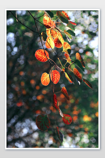 秋天珍珠落叶摄影图片