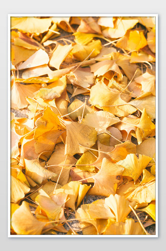 秋天落叶满地银杏叶图片