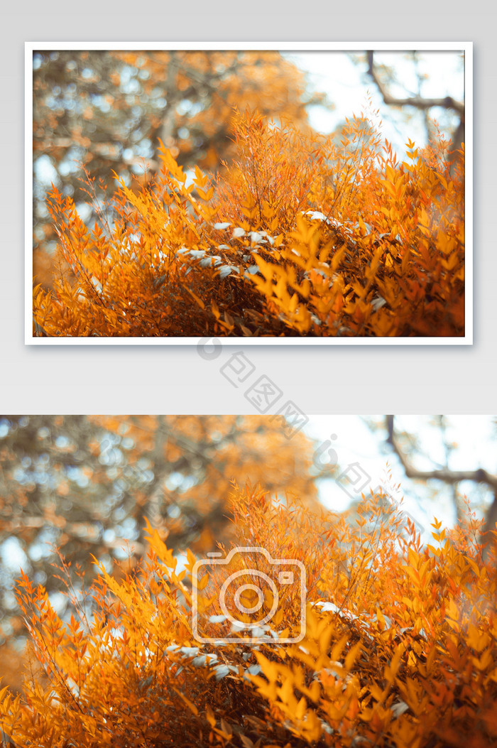 黄色金秋天森林自然风光摄影图片
