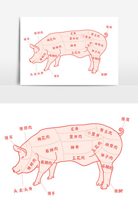 猪结构图位置图及器官图片