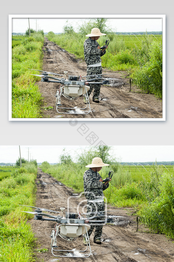 稻田地无人机喷洒农药打药图片
